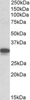 CYB5R3 / B5R Antibody - CYB5R3 antibody (0.1 ug/ml) staining of Mouse Lung lysate (35 ug protein/ml in RIPA buffer). Primary incubation was 1 hour. Detected by chemiluminescence.