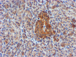CYB5R3 / B5R Antibody - IHC of paraffin-embedded Human pancreas tissue using anti-CYB5R3 mouse monoclonal antibody. (Heat-induced epitope retrieval by 10mM citric buffer, pH6.0, 100C for 10min).