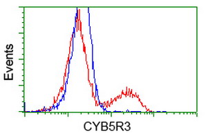CYB5R3 / B5R Antibody - HEK293T cells transfected with either overexpress plasmid (Red) or empty vector control plasmid (Blue) were immunostained by anti-CYB5R3 antibody, and then analyzed by flow cytometry.