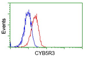 CYB5R3 / B5R Antibody - Flow cytometric Analysis of Jurkat cells, using anti-CYB5R3 antibody, (Red), compared to a nonspecific negative control antibody, (Blue).