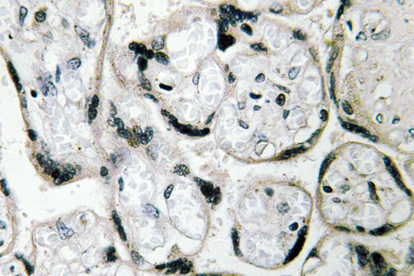 CYB5R3 / B5R Antibody - IHC of CYB5R3 (I169) pAb in paraffin-embedded human placenta tissue.