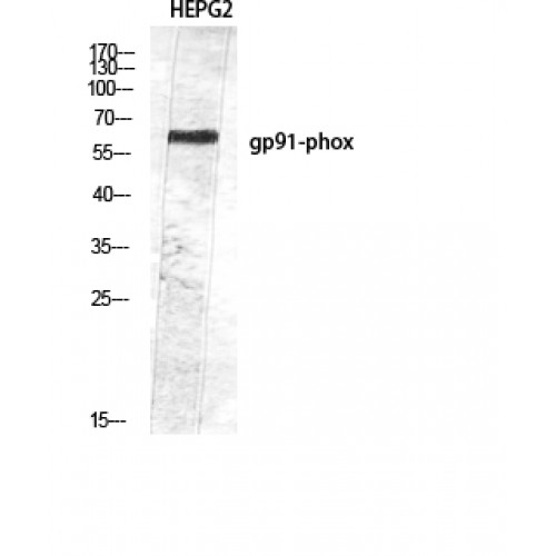 CYBB / NOX2 / gp91phox Antibody - Western blot of gp91-phox antibody