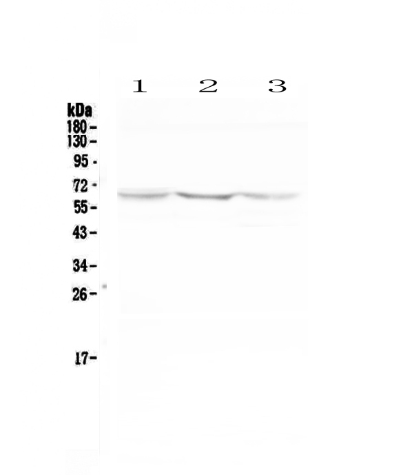 CYBB / NOX2 / gp91phox Antibody - Western blot - Anti-NOX2/gp91phox antibody
