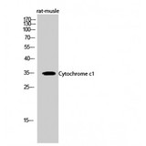 CYC1 / Cytochrome C-1 Antibody - Western blot of Cytochrome c1 antibody