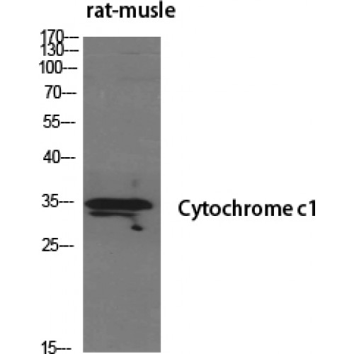 CYC1 / Cytochrome C-1 Antibody - Western blot of Cytochrome c1 antibody