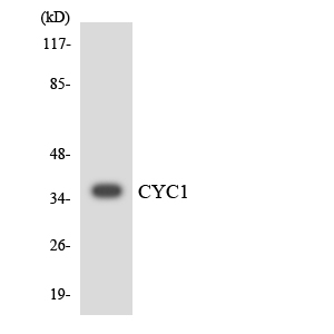 CYC1 / Cytochrome C-1 Antibody - Western blot analysis of the lysates from HUVECcells using CYC1 antibody.