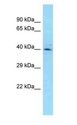 CYC1 / Cytochrome C-1 Antibody - CYC1 / Cytochrome C-1 antibody Western Blot of Mouse Liver.  This image was taken for the unconjugated form of this product. Other forms have not been tested.