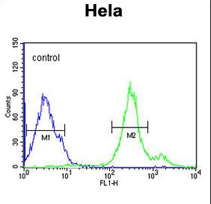 CYC1 / Cytochrome C-1 Antibody - CYC1 Antibody flow cytometry of HeLa cells (right histogram) compared to a negative control cell (left histogram). FITC-conjugated goat-anti-rabbit secondary antibodies were used for the analysis.