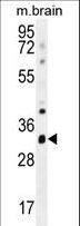 CYC1 / Cytochrome C-1 Antibody - CYC1 Antibody western blot of mouse brain tissue lysates (35 ug/lane). The CYC1 antibody detected the CYC1 protein (arrow).