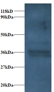 CYC1 / Cytochrome C-1 Antibody - Western blot of Cytochrome c1, heme protein, mitochondrial Antibody at 2 ug/ml + EC109 whole cell lysate at 20 ug. Secondary: Goat polyclonal to Rabbit IgG at 1:15000 dilution. Predicted band size: 36 kDa. Observed band size: 36 kDa.  This image was taken for the unconjugated form of this product. Other forms have not been tested.