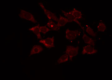 CYC1 / Cytochrome C-1 Antibody - Staining HepG2 cells by IF/ICC. The samples were fixed with PFA and permeabilized in 0.1% Triton X-100, then blocked in 10% serum for 45 min at 25°C. The primary antibody was diluted at 1:200 and incubated with the sample for 1 hour at 37°C. An Alexa Fluor 594 conjugated goat anti-rabbit IgG (H+L) Ab, diluted at 1/600, was used as the secondary antibody.