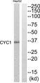 CYC1 / Cytochrome C-1 Antibody - Western blot analysis of extracts from HepG2 cells, using CYC1 antibody.