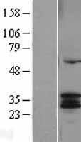 CYC1 / Cytochrome C-1 Protein - Western validation with an anti-DDK antibody * L: Control HEK293 lysate R: Over-expression lysate