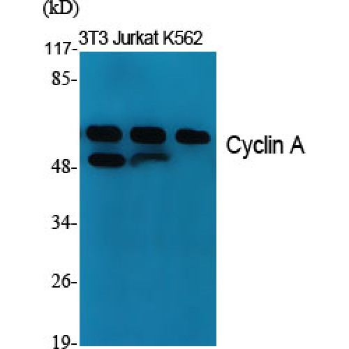 Cyclin A Antibody - Western blot of Cyclin A antibody