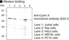Cyclin A Antibody