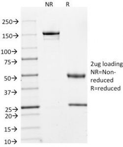 Cyclin A Antibody - SDS-PAGE Analysis of Purified, BSA-Free Cyclin A2 Antibody (clone E67). Confirmation of Integrity and Purity of the Antibody.