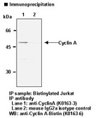Cyclin A Antibody -  This image was taken for the unconjugated form of this product. Other forms have not been tested.