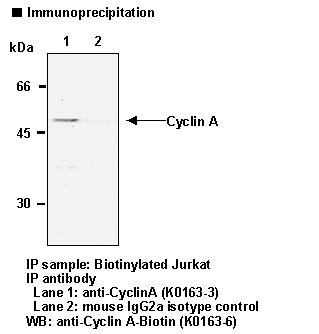 Cyclin A Antibody -  This image was taken for the unconjugated form of this product. Other forms have not been tested.