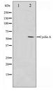Cyclin A Antibody - Western blot of COS7 cell lysate using Cyclin A Antibody