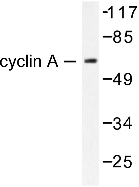 Cyclin A Antibody - Western blot of Cyclin A (W250) pAb in extracts from COS7 cells.