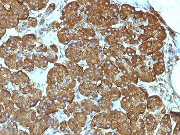 CYCS / Cytochrome c Antibody - Formalin-fixed, paraffin-embedded human pancreas stained with Cytochrome C antibody (7H8.2C12).  This image was taken for the unmodified form of this product. Other forms have not been tested.