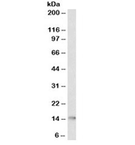 CYCS / Cytochrome c Antibody - Western blot testing of HL-60 cell lysate with Cytochrome C antibody (clone 7H8.2C12). Predicted molecular weight: ~12kDa, routinely visualized at ~15kDa. This image was taken for the unmodified form of this product. Other forms have not been tested.