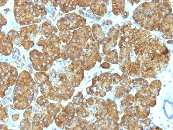 CYCS / Cytochrome c Antibody - Formalin-fixed, paraffin-embedded human heart stained with Cytochrome C antibody (7H8.2C12 + CYCS/1010).  This image was taken for the unmodified form of this product. Other forms have not been tested.