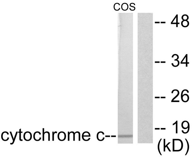 CYCS / Cytochrome c Antibody - Western blot analysis of lysates from COS7 cells, using Cytochrome c Antibody. The lane on the right is blocked with the synthesized peptide.