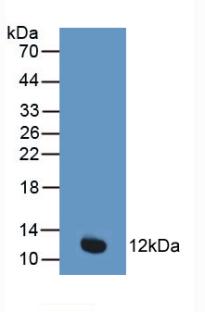 CYCS / Cytochrome c Antibody - Western Blot; Sample: Recombinant CYCS, Human.