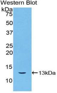 CYCS / Cytochrome c Antibody - Western blot of recombinant CYCS / Cytochrome c.