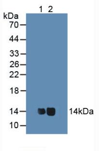 CYCS / Cytochrome c Antibody - Western Blot; Sample: Lane1: Mouse Heart Tissue; Lane2: Rat Heart Tissue.