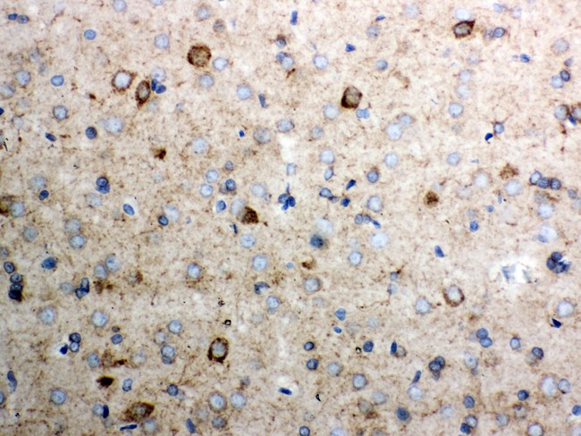 CYCS / Cytochrome c Antibody - Cytochrome C antibody IHC-paraffin: Rat Brain Tissue.