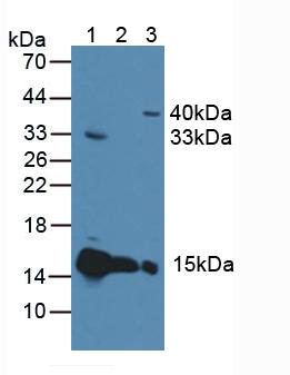 CYCS / Cytochrome c Antibody - Western Blot; Sample: Lane1: Rat Heart Tissue; Lane2: Mouse Heart Tissue; Lane3: Human 293T Cells.