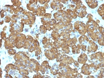 CYCS / Cytochrome c Antibody - Formalin-fixed, paraffin-embedded human pancreas stained with Cytochrome C antibody (SPM389).  This image was taken for the unmodified form of this product. Other forms have not been tested.