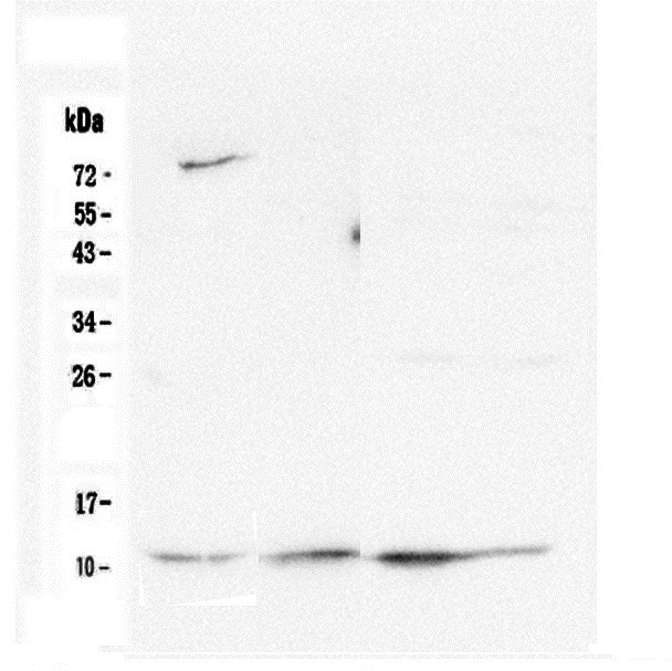 CYCS / Cytochrome c Antibody - Western blot analysis of Cytochrome C using anti-Cytochrome C antibody. Electrophoresis was performed on a 12% SDS-PAGE gel at 70V (Stacking gel) / 90V (Resolving gel) for 2-3 hours. The sample well of each lane was loaded with 50ug of sample under reducing conditions. Lane 1: human Hela whole cell lysate, Lane 2: human HepG2 whole cell lysateLane 3: human K562 whole cell lysate,Lane 4: human Caco-2 whole cell lysate. After Electrophoresis, proteins were transferred to a Nitrocellulose membrane at 150mA for 50-90 minutes. Blocked the membrane with 5% Non-fat Milk/ TBS for 1.5 hour at RT. The membrane was incubated with mouse anti-Cytochrome C antigen affinity purified monoclonal antibody at 0.5 µg/mL overnight at 4°C, then washed with TBS-0.1% Tween 3 times with 5 minutes each and probed with a goat anti-mouse IgG-HRP secondary antibody at a dilution of 1:10000 for 1.5 hour at RT. The signal is developed using an Enhanced Chemiluminescent detection (ECL) kit with Tanon 5200 system.