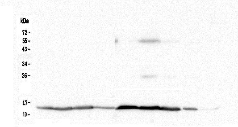 CYCS / Cytochrome c Antibody - Western blot analysis of Cytochrome C using anti-Cytochrome C antibody. Electrophoresis was performed on a 12% SDS-PAGE gel at 70V (Stacking gel) / 90V (Resolving gel) for 2-3 hours. The sample well of each lane was loaded with 50ug of sample under reducing conditions. Lane 1: rat brain tissue lysate,Lane 2: rat heart tissue lysate,Lane 3: rat kidney tissue lysate,Lane 4: rat testis tissue lysate,Lane 5: mouse brain tissue lysate,Lane 6: mouse heart tissue lysate,Lane 7: mouse kidney tissue lysate,Lane 8: mouse testis tissue lysate,Lane 9: mouse Neuro-2a whole cell lysate. After Electrophoresis, proteins were transferred to a Nitrocellulose membrane at 150mA for 50-90 minutes. Blocked the membrane with 5% Non-fat Milk/ TBS for 1.5 hour at RT. The membrane was incubated with rabbit anti-Cytochrome C antigen affinity purified polyclonal antibody at 0.5 µg/mL overnight at 4°C, then washed with TBS-0.1% Tween 3 times with 5 minutes each and probed with a goat anti-rabbit IgG-HRP secondary antibody at a dilution of 1:10000 for 1.5 hour at RT. The signal is developed using an Enhanced Chemiluminescent detection (ECL) kit with Tanon 5200 system.