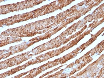 CYCS / Cytochrome c Antibody - Formalin-fixed, paraffin-embedded human heart stained with Cytochrome C antibody (CTC05).  This image was taken for the unmodified form of this product. Other forms have not been tested.