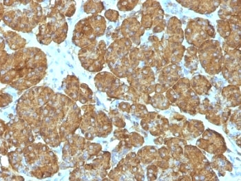 CYCS / Cytochrome c Antibody - Formalin-fixed, paraffin-embedded human pancreas stained with Cytochrome C antibody (CYCS/1010).