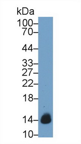 CYCS / Cytochrome c Antibody - Western Blot; Sample: Rat Heart lysate; Primary Ab: 2µg/ml Mouse Anti-Human CYCS Antibody Second Ab: 0.2µg/mL HRP-Linked Caprine Anti-Mouse IgG Polyclonal Antibody