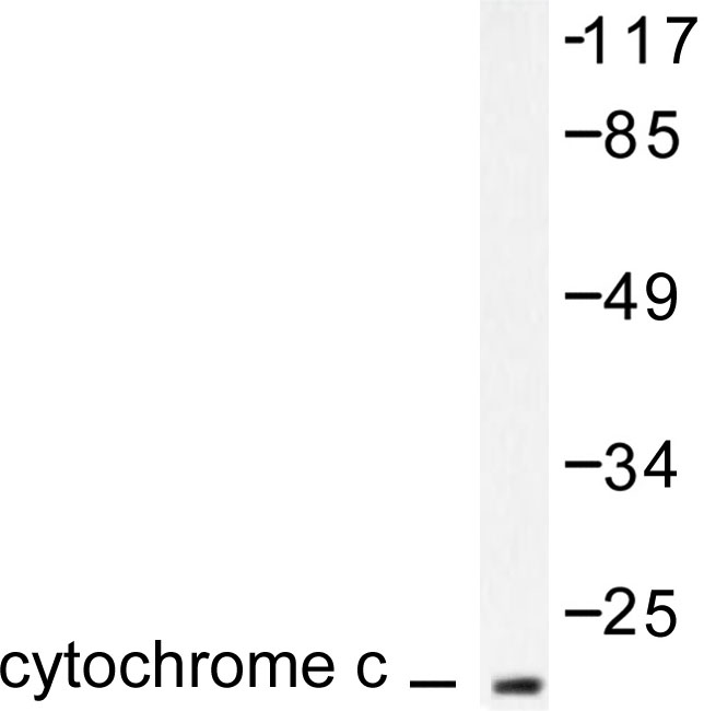 CYCS / Cytochrome c Antibody - Western blot of Cytochrome c (H19) pAb in extracts from COS7 cells.