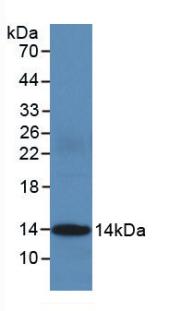 CYCS / Cytochrome c Antibody - Western Blot; Sample: Recombinant CYCS, Human.