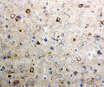 CYCS / Cytochrome c Antibody - IHC-P testing of rat brain tissue. HIER: steamed with pH6 citrate buffer.