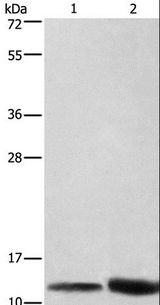 CYCS / Cytochrome c Antibody - Western blot analysis of HeLa cell and mouse brain tissue, using CYCS Polyclonal Antibody at dilution of 1:600.