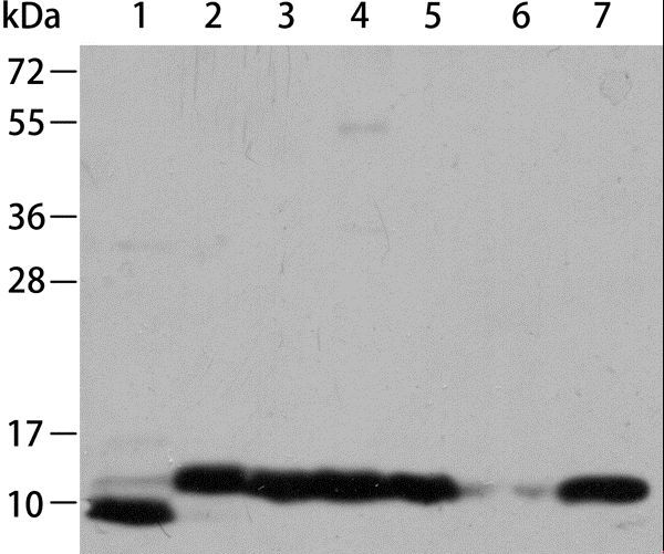 CYCS / Cytochrome c Antibody - Western blot analysis of HeLa, K562 cell, mouse brain, heart and kidney tissue, PC3 and Jurkat cell, using CYCS Polyclonal Antibody at dilution of 1:700.