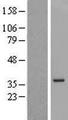 CYCS / Cytochrome c Protein - Western validation with an anti-DDK antibody * L: Control HEK293 lysate R: Over-expression lysate