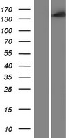 CYFIP1 Protein - Western validation with an anti-DDK antibody * L: Control HEK293 lysate R: Over-expression lysate