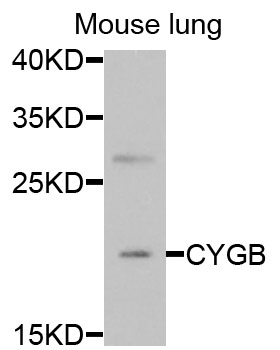 CYGB / Cytoglobin Antibody - Western blot analysis of extracts of mouse lung cells.