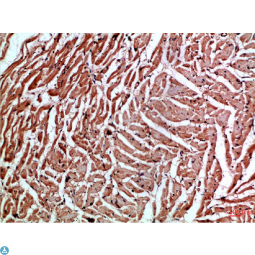 CYGB / Cytoglobin Antibody - Immunohistochemical analysis of paraffin-embedded human-heart, antibody was diluted at 1:100.