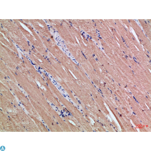 CYGB / Cytoglobin Antibody - Immunohistochemical analysis of paraffin-embedded Human-skeletal-muscle, antibody was diluted at 1:100.