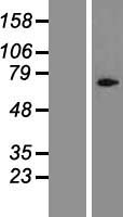CYLC1 Protein - Western validation with an anti-DDK antibody * L: Control HEK293 lysate R: Over-expression lysate